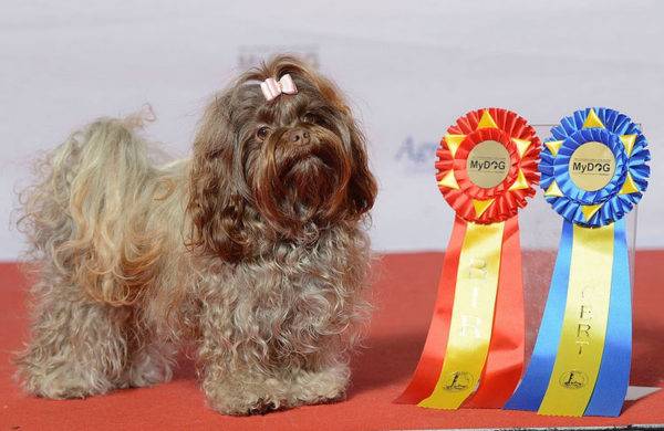 Lapdog de color ruso con premios