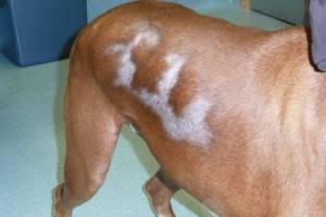 Alopecia (alopecia) en perros