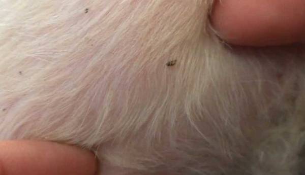 Cómo eliminar las pulgas en un perro lea el artículo