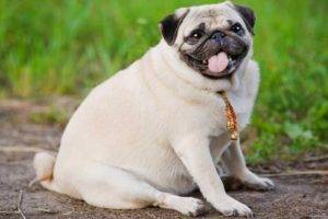 Obesidad canina