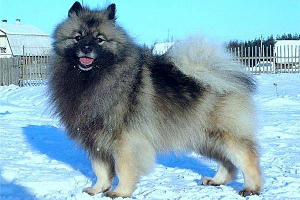 Colores keeshond