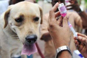 Vacunación contra garrapatas para perros