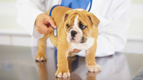Insuficiencia cardíaca en perros lea el artículo