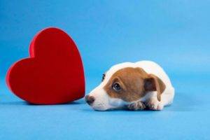 Insuficiencia cardíaca en perros